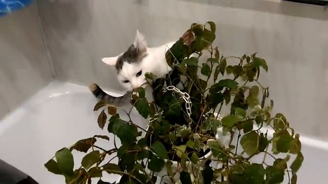 Циссус и кошка смотреть онлайн