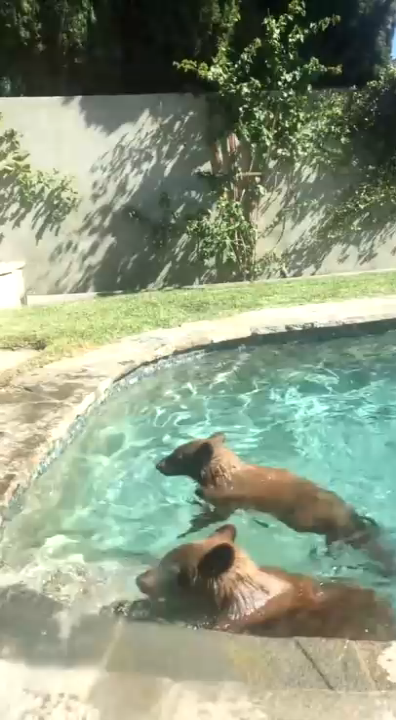 Медведи в бассейне смотреть онлайн