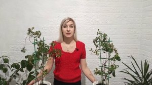 Дипладения. Мандевилла. Уход в домашних условиях. Почему сбрасывает листья?