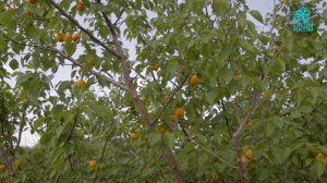 Абрикос Медовый