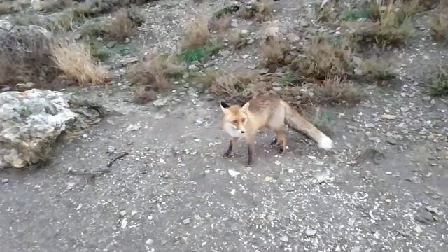 Лисички с м.Алчак. смотреть онлайн