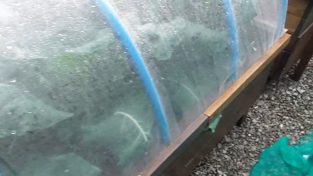 #97 a quick look at some veggies and another potato reveal смотреть онлайн