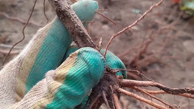 КОПКА ВИНОГРАДНОЙ ШКОЛКИ , ВПЕРВЫЕ . смотреть онлайн