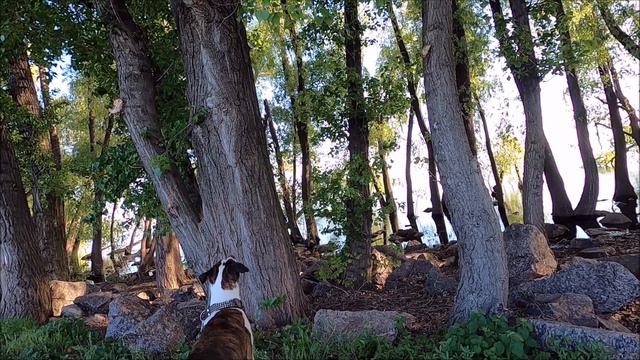 Амстаффтерьер охотится на белок / Amstaff terrier hunts squirrels смотреть онлайн
