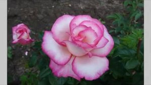 Плетистая роза  Хендель от тм Дивосад.avi