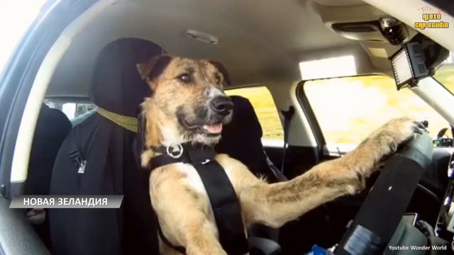 Автошкола для собак (Alexo Car Studio) смотреть онлайн