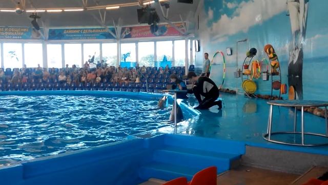 Дельфинарий Немо в Минске смотреть онлайн