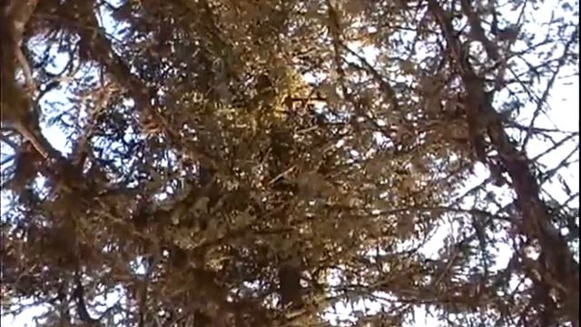 Tracking the Lioness смотреть онлайн