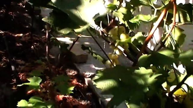Сорт винограда "Розовая дымка" - сезон 2019 # Grape sort "Rozovaya dymka" смотреть онлайн
