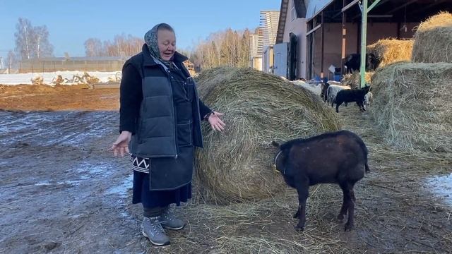 Сколько сена едят коровы? Схемы откорма телят. Фермерские продукты в Москве. смотреть онлайн