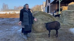 Сколько сена едят коровы? Схемы откорма телят. Фермерские продукты в Москве.