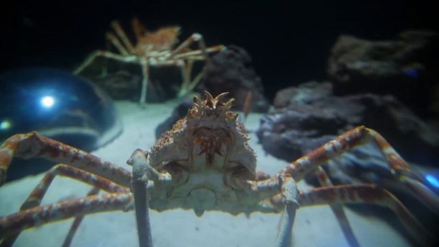 Top Ten Largest Animals On The Planet