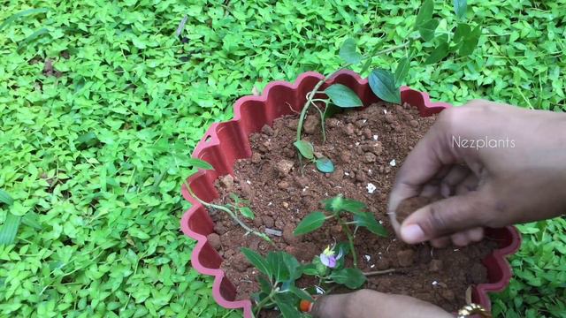 How to transfer propagated Plants to new Pots 🌿| Pellonia Repens | Malabar Melestome | смотреть онлайн