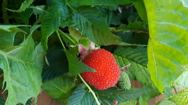 Калининградский сад. Ежевика и Тибетская малина. смотреть онлайн