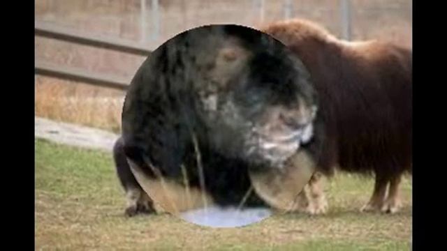 могущественные овцебыки. смотреть онлайн