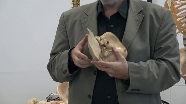 wahdan GIT-P смотреть онлайн