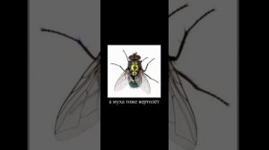 песня а муха тоже вертолёт