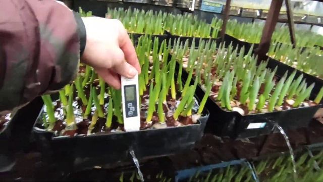 Готовим питательный раствор для гидропоники. смотреть онлайн