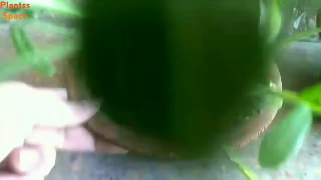 287:- Gazania Plant / गजेनिया का पौधा / Gazenia / गजानिया смотреть онлайн