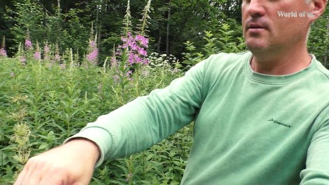 Туда где растет иван чай смотреть онлайн