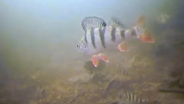 Рыболовная видеокамера "SITITEK FishCam-501" смотреть онлайн