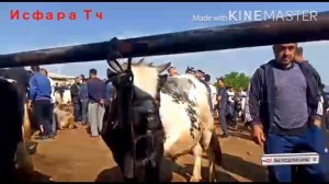 МОЛБОЗОРИ ИСФАРА  26.04.2020