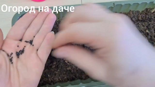 ЯЛТИНСКИЙ лук из семян БЕЗ ПРИКОРМОК смотреть онлайн