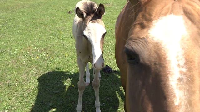Продажа Ахалтекинских лошадей Sale of Akhal-Teke horses https://akhaltekellc.com смотреть онлайн