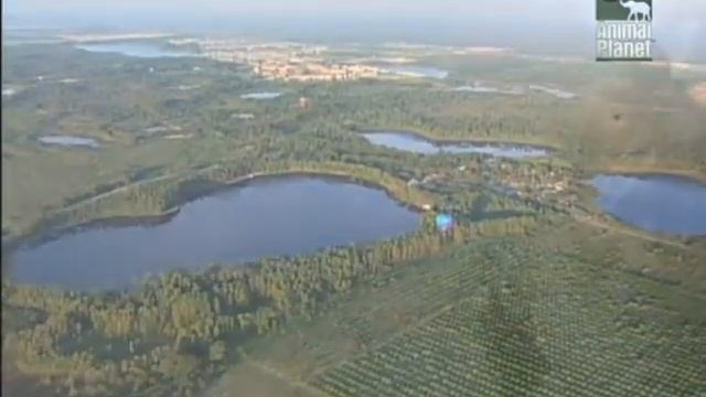 Все о собаках. Йорн-ширский терьер смотреть онлайн