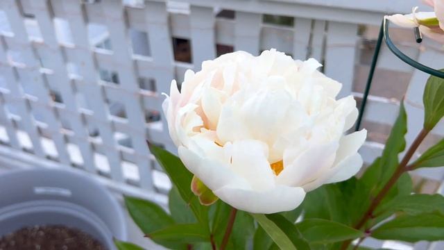 Peony Serene Pastel in Bloom смотреть онлайн