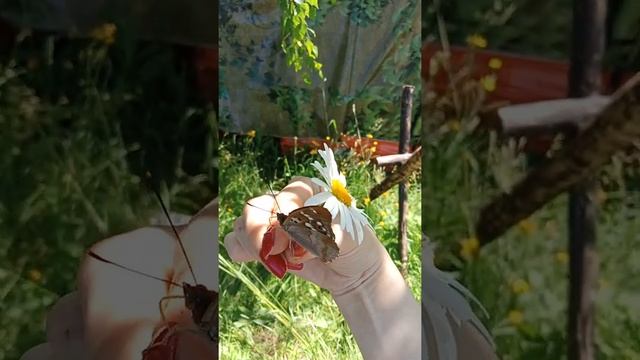 Загадайте желание, и пусть эта Красавица унесет его в небо, чтобы оно сбылось!??? смотреть онлайн