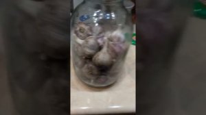 6 Cпособов хранения чеснока