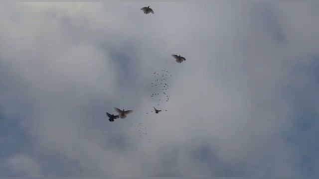 " НИКОЛАЕВСКИЕ ГОЛУБИ " ПОЛИГОН " 5.01.2021.Г. САНДАТА РОСТОВСКАЯ ОБЛ." смотреть онлайн