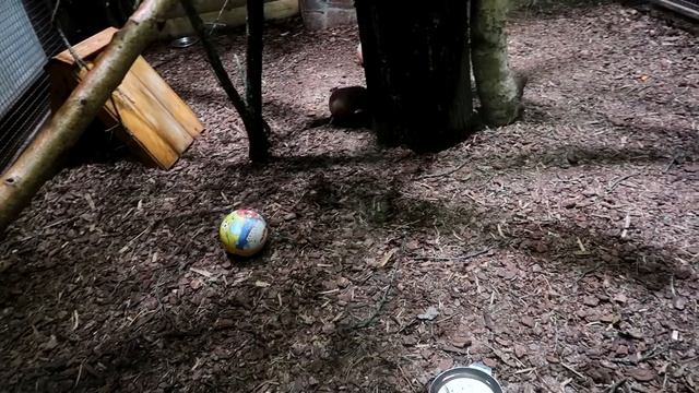 БРОНЕНОСЕЦ. Что это за зверь? Интересные факты о броненосцах. 0+