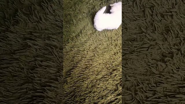 Мальтезе мини щенки смотреть онлайн