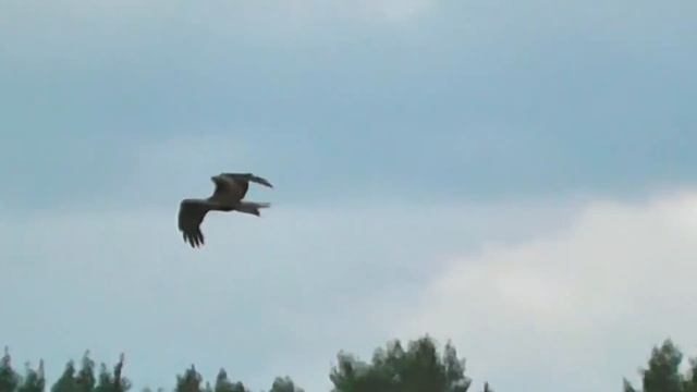 ЛУГА "ОСТРИЖЕНЫ", КОРШУНЫ И КАНЮКИ ОЖИВИЛИСЬ смотреть онлайн