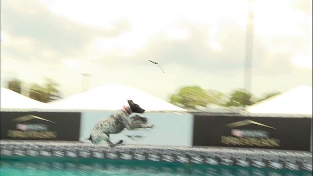 The 2021 Purina Pro Plan Incredible Dog Challenge 1st Place Results - Diving Dog Competition смотреть онлайн