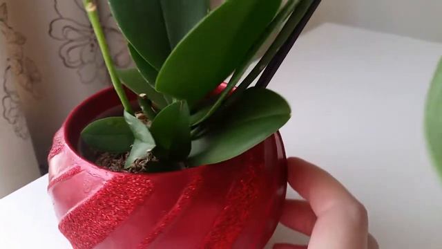 Детка орхидеи. Третье видео о ней / The third video about phalaenopsis keiki смотреть онлайн