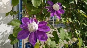 Клематис Бьюти оф Ворчестер расцвёл- старинный Сорт, цветочки махровые,и простые, яркий неприхотлив