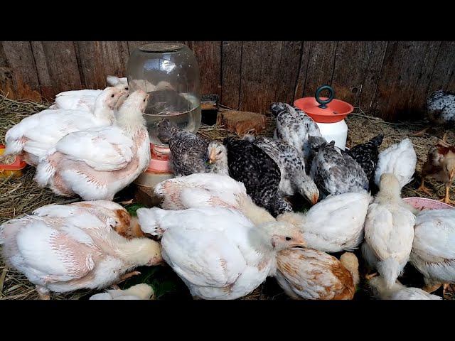 Это КОРМЛЕНИЕ ПОВЫШАЕТ яйценоскость у кур. смотреть онлайн