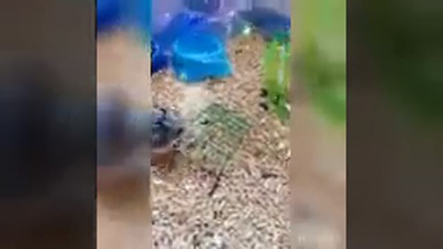 Как научить хомяка командам смотреть онлайн