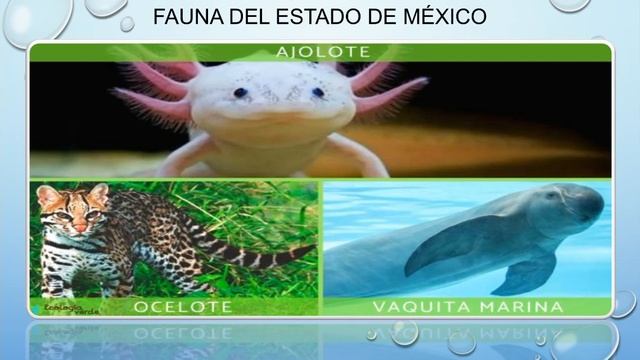 Actividad Integradora 4. Mi ecosistema. Módulo 15. смотреть онлайн