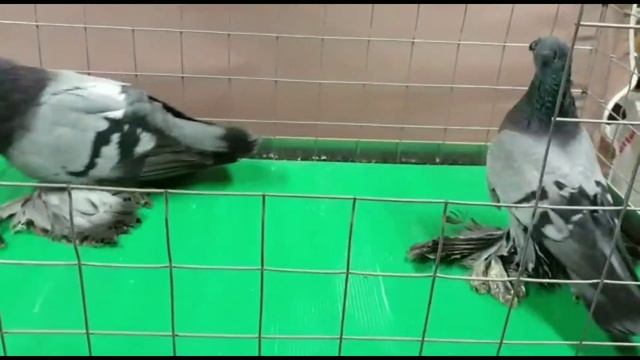 Сиреневый. Пепельный. Тасман. Сизый. Уды. Узбекские двухчубые голуби. Tauben. Pigeons