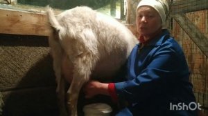 Важное условие при разведении коз ! Продала три козы ...