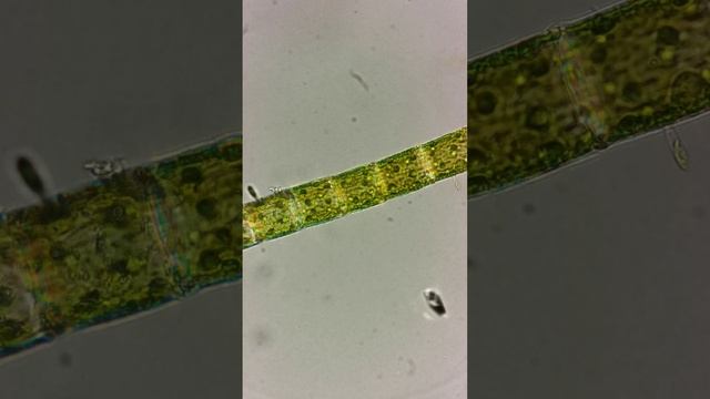 Клетка водоросли в поляризованном свете смотреть онлайн