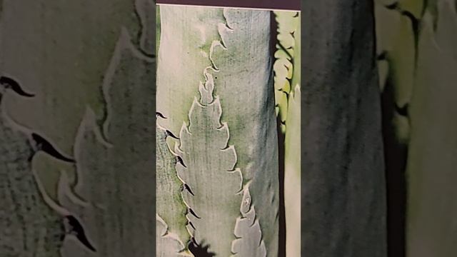 Blue Agave 🪴 смотреть онлайн