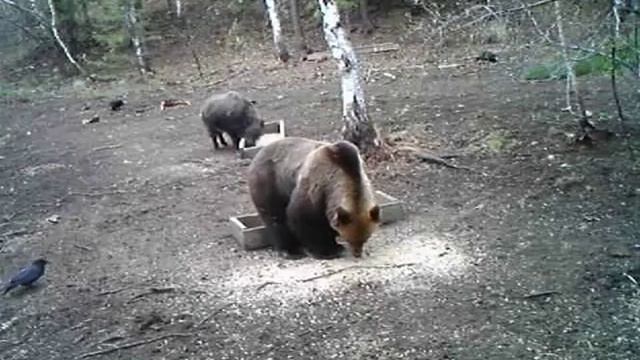 Кабан и медведь едят в месте! смотреть онлайн