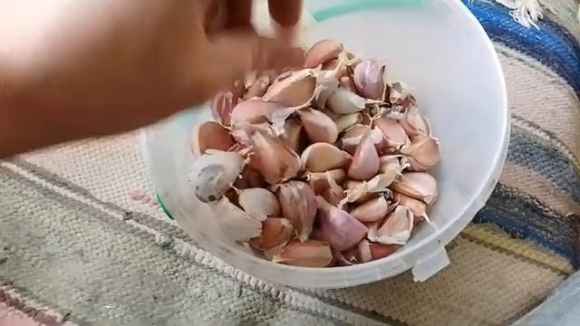 Коли і як садити часник: деякі прості поради смотреть онлайн