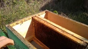 Как избавиться от восковой моли? Как хранить рамки с сушью?