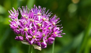 «Дикий лук» РЕЛАКС АРТ-ТЕРАПИЯ ИМПРОВИЗАЦИЯ композитор Виктор Анохин #музыка #instrumental #цветы